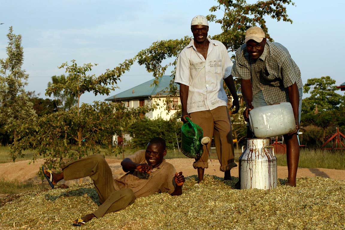 Milchwirtschaft auf der Farm in Kenia